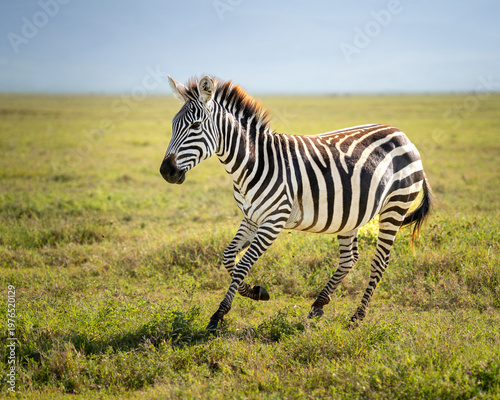 Running zebra in a field in Africa during the morning light