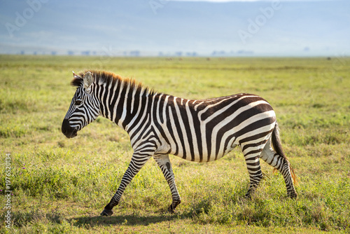 Female zebra in a big grassy meadow