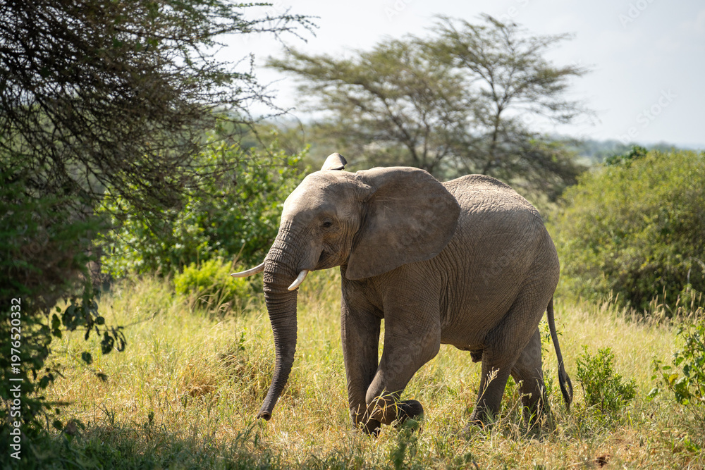 Fototapeta premium Young male elephant in Africa in the grass
