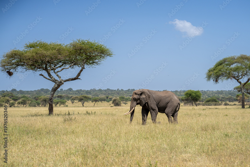 Fototapeta premium Landscape view of a bull elephant in the tall brush