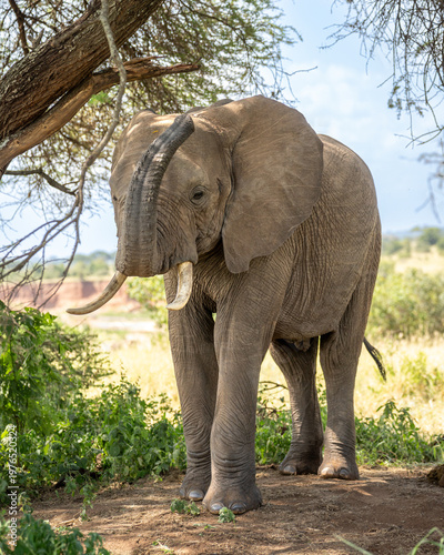 Male elephant in the shade of a tree keeping cool