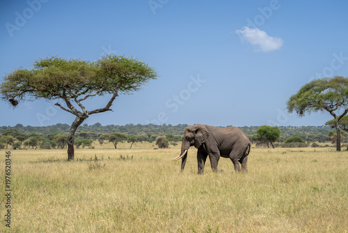 Landscape view of a bull elephant in the tall brush