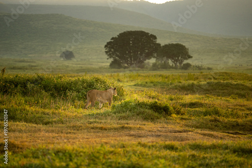 Beautiful early morning landscape shot of a lioness on the prowl