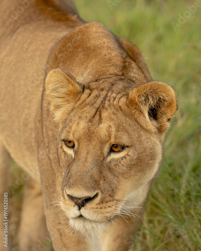 Female lioness up close in the early morning