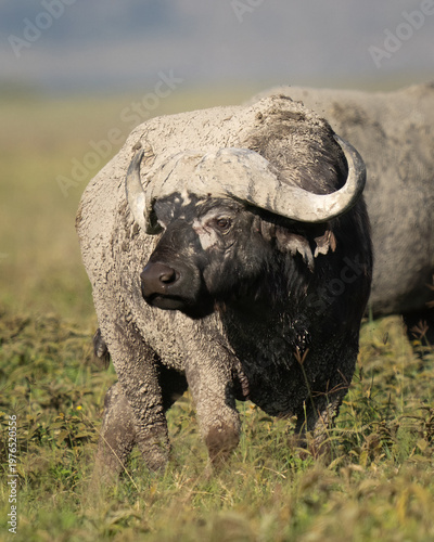 Muddy cape buffalo standing in a field