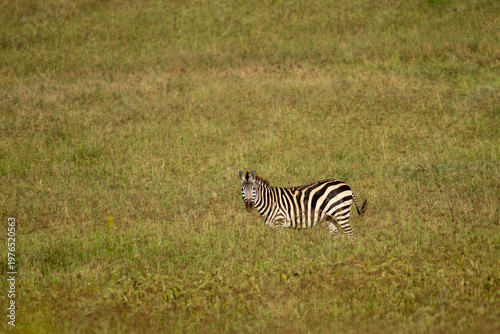 A lone zebra in a tall field in grass in Africa