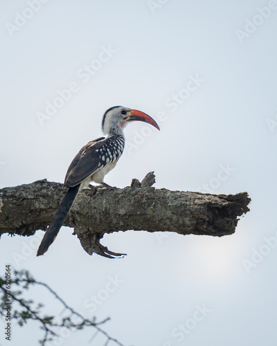 Hornbill bird sitting on a tree branch with a bright sky