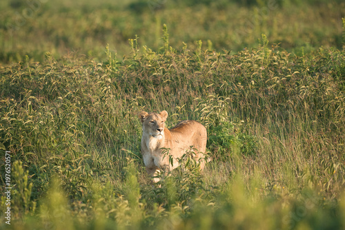 Sunrise lioness in the very tall grass on the lookout