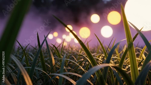 Glowing orbs floating above a dark grassy meadow at night