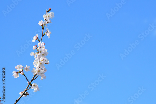 SAKURA 2026年04月08日