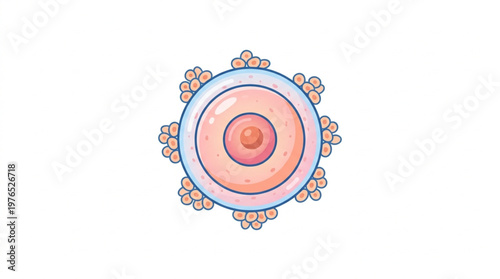 Human Ovum Cell Illustration with Protective Membrane Vector