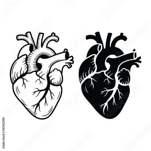 Anatomical hearts detailed illustration showing both internal and external views