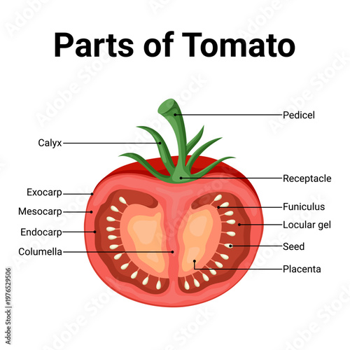 Detailed diagram of tomato fruit anatomy with labeled education flat design 