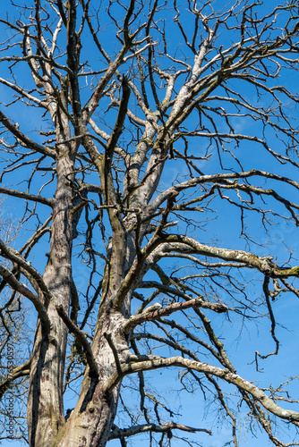фотографія A dead tree against a blue sky