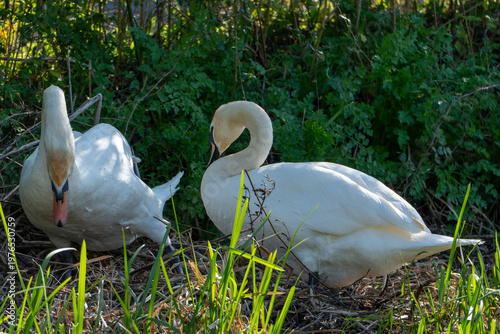 Tableau sur toile A pair of Mute Swans (Cygnus Olor) making a nest together