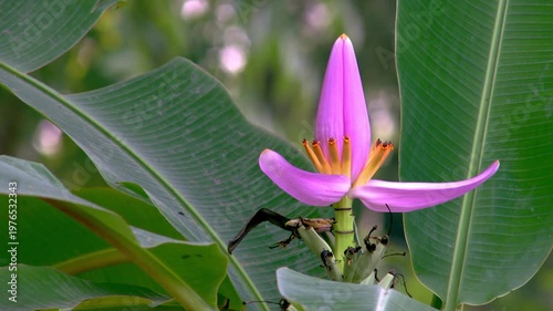 Beautiful Pink Flowering Banana Blossom on Tree, Exotic Musa Ornata Lotus Banana Flower in Tropical Garden, Ornamental Plant with Green Leaves Background, Nature Flora and Botanical Detail