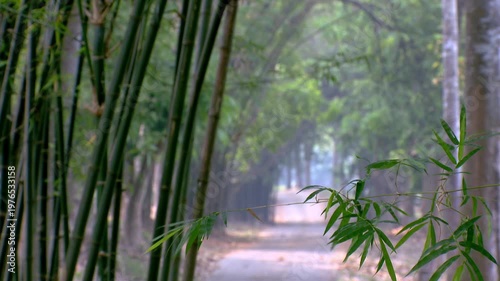 Peaceful Pathway Through Green Bamboo Forest and Tropical Garden, Rural Road with Lush Trees and Soft Sunlight, Scenic Nature Trail for Travel and Zen Concept, Beautiful Countryside Landscape