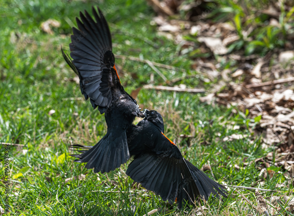 Fototapeta premium Pair of red-winged blackbirds fighting.