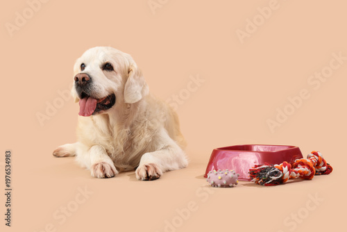 Cute Labrador dog with toys...