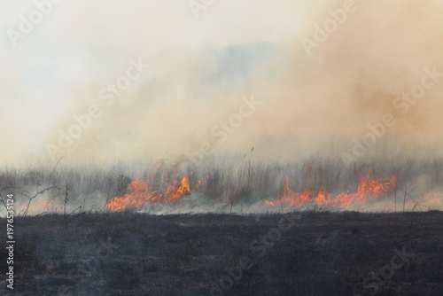Fotografie Wild grass/brush fire on prairie or pasture.