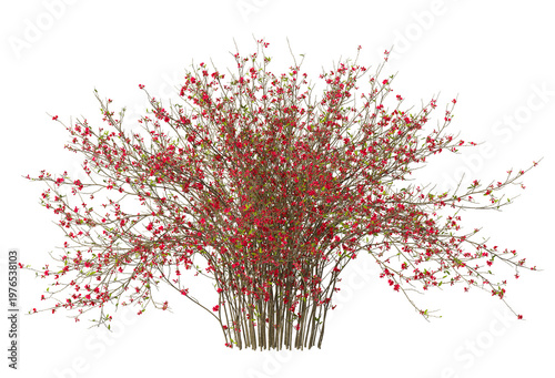 red flowering shrub isolated on transparent background. Single Quince flowering tree isolated on transparent background. isolated on white background. Small flower tree PNG. red flower plant PNG.