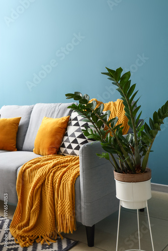 Cozy grey sofa with cushions and houseplant in interior of living room