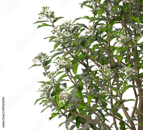 Flowering branch with white flowers isolated on transparent background. Flowering tree branch isolated on transparent background PNG. Flower tree or Flower plant branch isolated on white background.