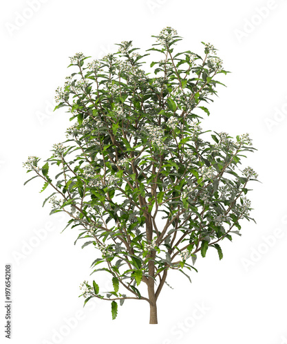 white flowering shrub isolated on transparent background. Single small flowering tree isolated on transparent background. isolated on white background. white flower tree PNG. Small flower plant PNG.