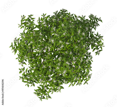 white flowering shrub isolated on transparent background. Single small flowering tree isolated on transparent background. isolated on white background. white flower tree PNG. Small flower plant PNG.