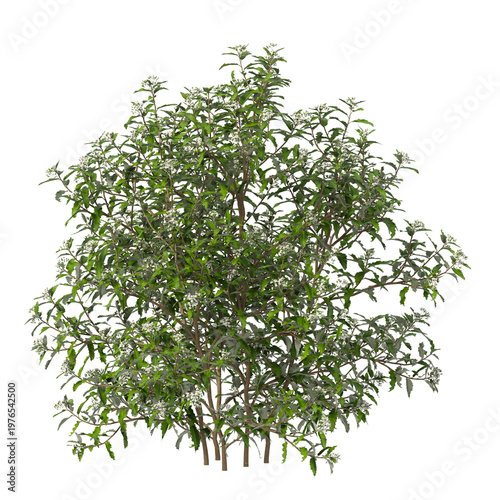white flowering shrub isolated on transparent background. Single small flowering tree isolated on transparent background. isolated on white background. white flower tree PNG. Small flower plant PNG.