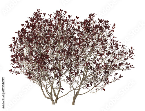 Fotografie Small flowering shrub isolated on transparent background