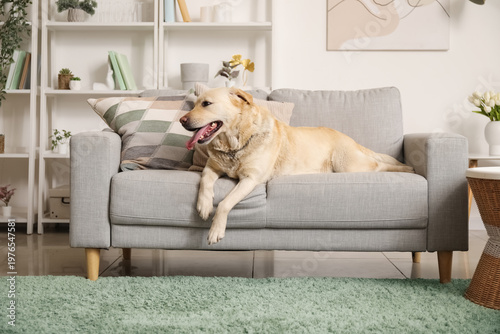 Cute Labrador dog lying on ...