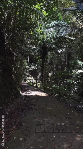 shaded tropical rainforest pathway with wooden railing surrounded by tall palm trees and dense jungle foliage