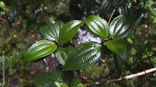 glossy dark green tropical leaves with pronounced veins in dense humid rainforest setting, running river sounds