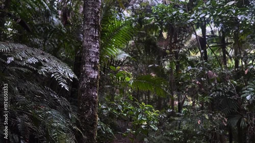 dense tropical rainforest interior with layered palm fronds tall tree trunks and wet jungle foliage raining