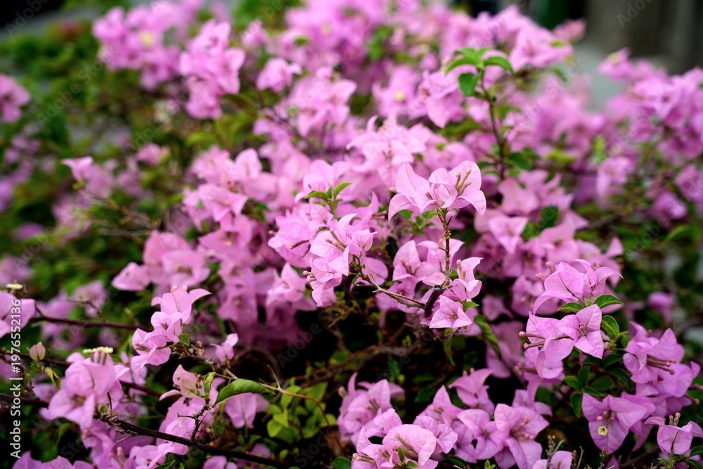 Obraz premium a vibrant cluster of pink bougainvillea flowers in full bloom.