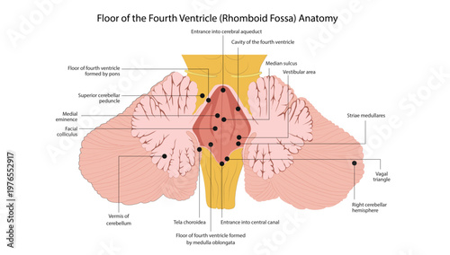 Floor of the Fourth Ventricle (Rhomboid Fossa) Anatomy
the floor of the fourth ventricle with key structures of the pons, medulla, and cerebellum.