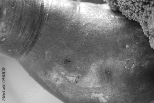 shot of sweet potato in black and white. Texture of organic sweet potato skin. Artistic monochrome vegetable photography. Details of sweet potato in black and white.