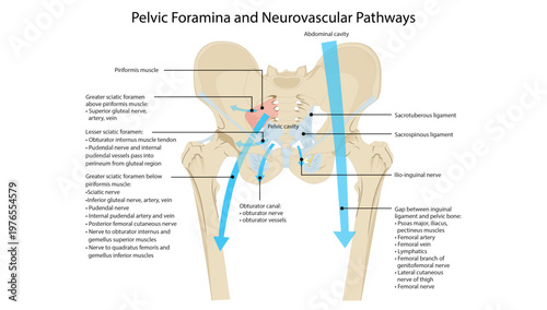 Pelvic Foramina and Neurovascular Pathways
greater and lesser sciatic foramina, obturator canal, and passage of nerves and vessels in the pelvis.