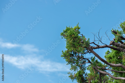 Low-angle view of a cypress tree's upper canopy with dense green foliage and exposed bare branches set against a clear blue sky with wispy clouds. Blank space on the left.