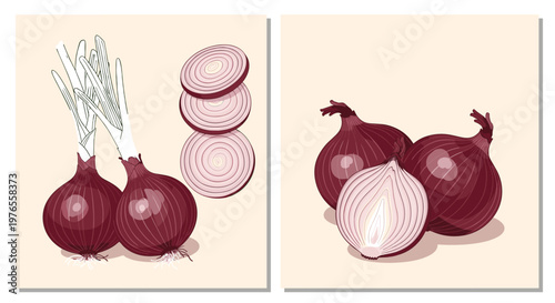 Red onion illustration set featuring whole bulbs, sliced rings, and green onion with realistic shadows in modern vector style