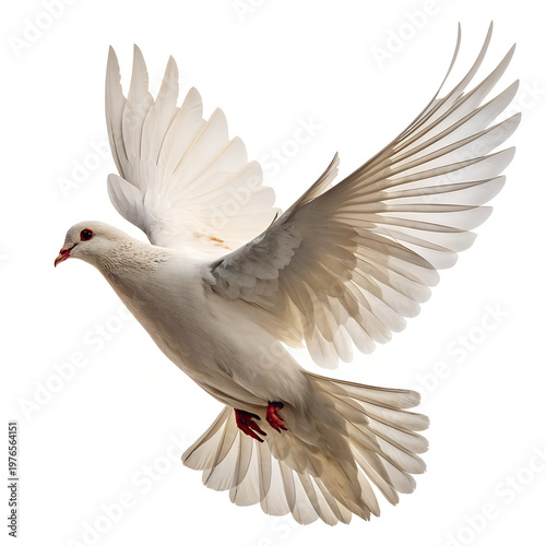White Dove Flying in Air with Spread Wings