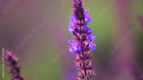 Purple Flower Close-Up: Macro Moment of Spring Blossoms
