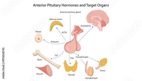 Anterior Pituitary Hormones and Target Organs
anterior pituitary hormones and their effects on target organs including adrenal cortex, thyroid, gonads, breast, bone, and muscle.