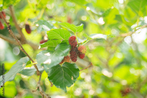 Mulberry fruits on the tree in the garden with nature background