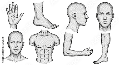 Collection of detailed human body parts and anatomy sketches