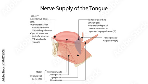 Nerve Supply of the Tongue
sensory and motor innervation of the tongue by cranial nerves V, VII, IX, X, and XII.