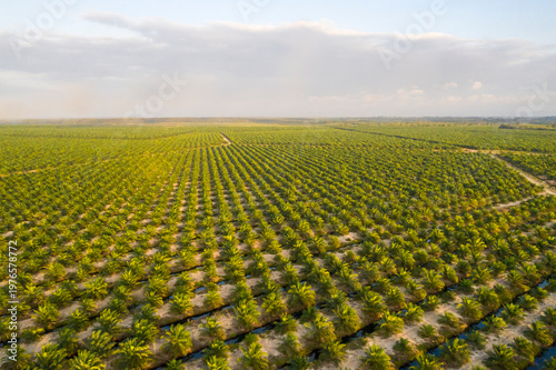 Aerial view of oil palm plantation in Kuala Penyu, Sabah, Malaysia.