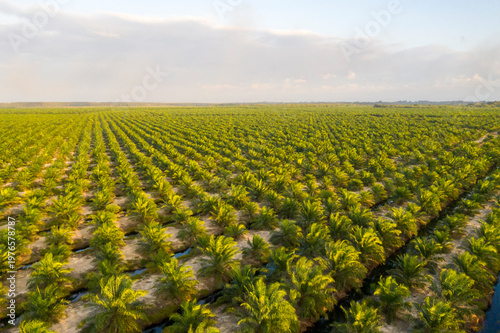 Aerial view of oil palm plantation in Kuala Penyu, Sabah, Malaysia.