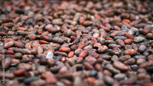 Roasted Cacao beans or cocoa. The dried and fully fermented seed of Theobroma cacao.